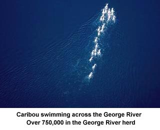 Caribou swimming across the George River