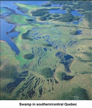 Swamp in southern/central Quebec