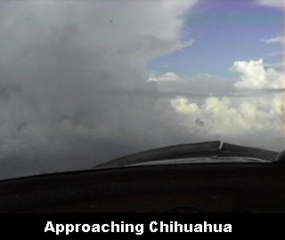 Approaching Chihuahua